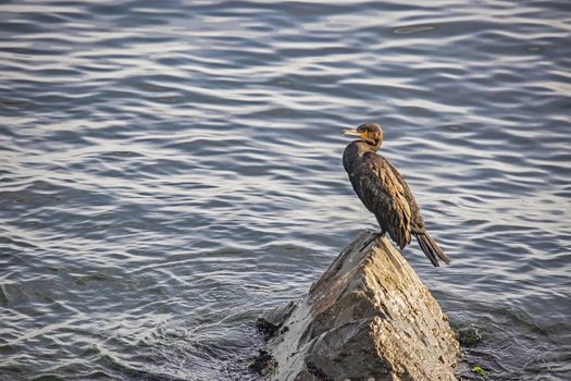 cormorant on cliffs in the sea