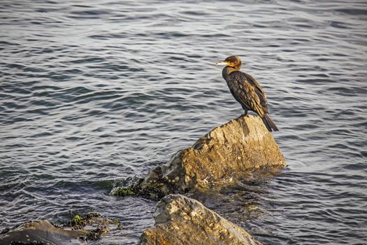 cormorant on cliffs in the sea