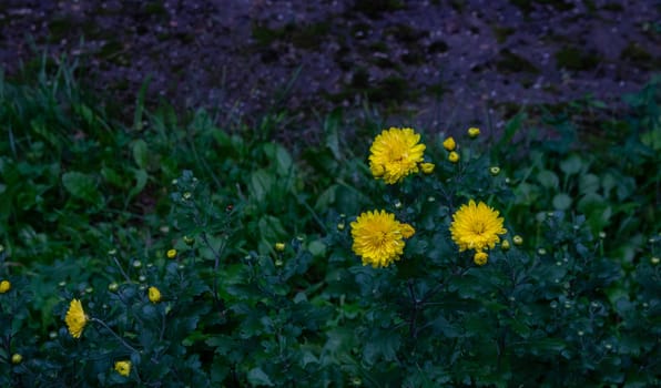 Three yellow Aster flowers in a flower bed. Daisy.