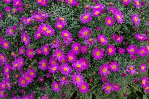 Lilac Aster flowers in a flower bed. Daisy.