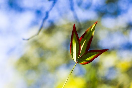 Nandina domestica leaves on the bokeh background, nature background, red and green