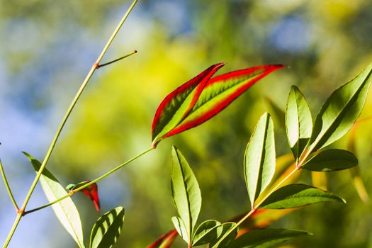 Nandina domestica leaves on the bokeh background, nature background, red and green