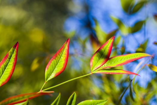 Nandina domestica leaves on the bokeh background, nature background, red and green