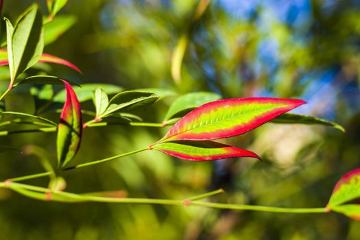 Nandina domestica leaves on the bokeh background, nature background, red and green