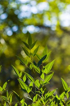 Green color leave macro and close-up during sunlight, nature background, beauty in nature