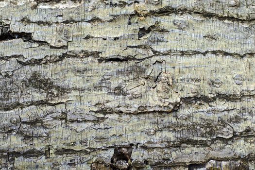 Tree bark and body background, close-up and macro of wooden material, beautiful tree background