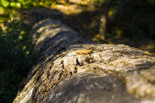 Tree bark and body background, close-up and macro of wooden material, beautiful tree background