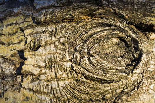 Tree bark and body background, close-up and macro of wooden material, beautiful tree background