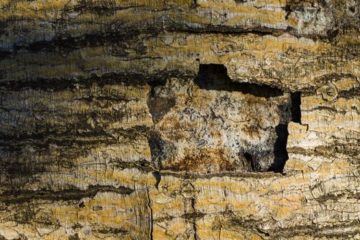 Tree bark and body background, close-up and macro of wooden material, beautiful tree background
