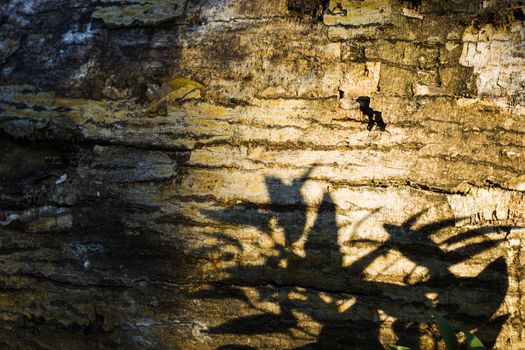Tree bark and body background, close-up and macro of wooden material, beautiful tree background