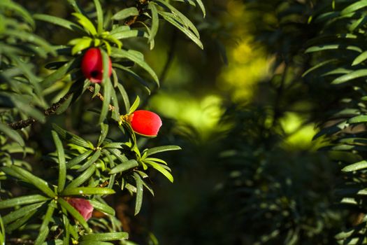 Yaw tree leaves close-up and macro, sunlight and green color background, Tacus Cuspidata