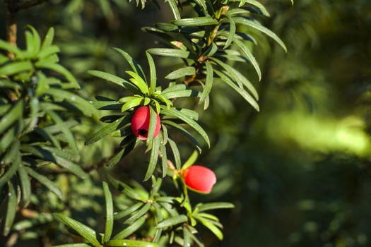 Yaw tree leaves close-up and macro, sunlight and green color background, Tacus Cuspidata