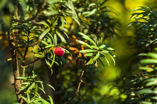 Yaw tree leaves close-up and macro, sunlight and green color background, Tacus Cuspidata