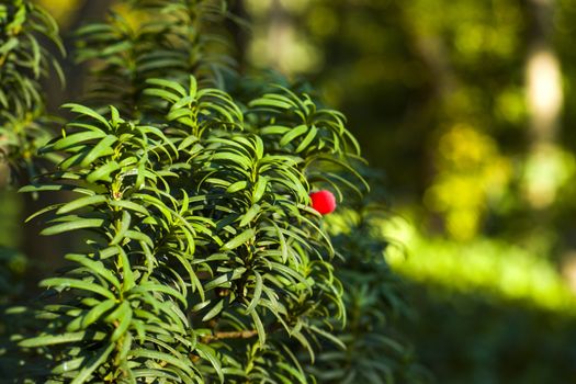 Yaw tree leaves close-up and macro, sunlight and green color background, Tacus Cuspidata