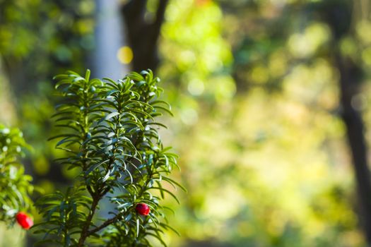 Yaw tree leaves close-up and macro, sunlight and green color background, Tacus Cuspidata