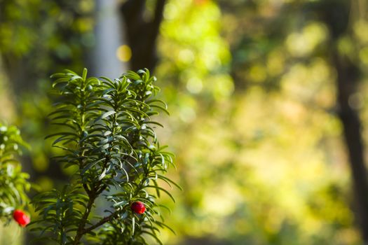 Yaw tree leaves close-up and macro, sunlight and green color background, Tacus Cuspidata