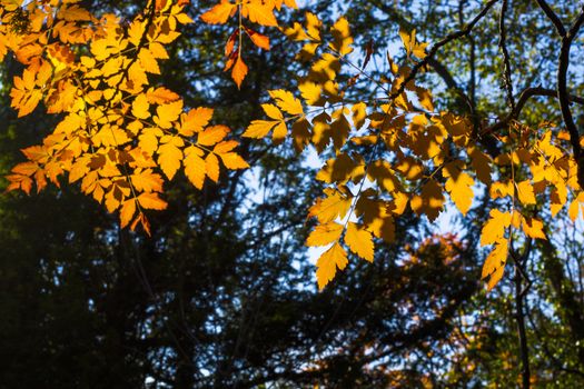 Autumn and fall yellow leave close-up, nature background, yellow color of ash-tree leave