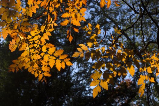 Autumn and fall yellow leave close-up, nature background, yellow color of ash-tree leave