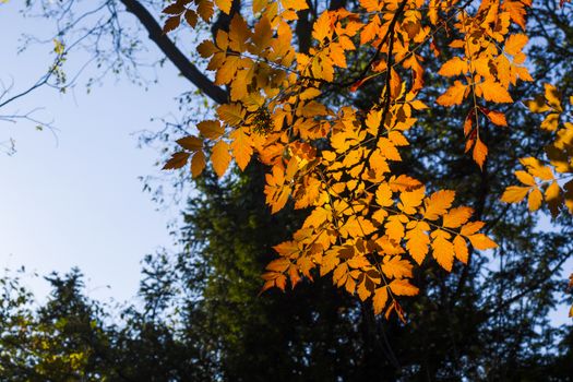 Autumn and fall yellow leave close-up, nature background, yellow color of ash-tree leave