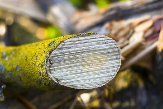 Wooden background, Cut tree pattern. Texture of cut and dry tree. Tree age rings. Cracks on the wooden background.