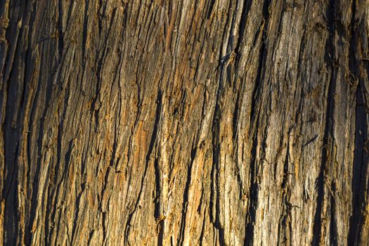 Tree bark and body background, close-up and macro of wooden material, beautiful tree background