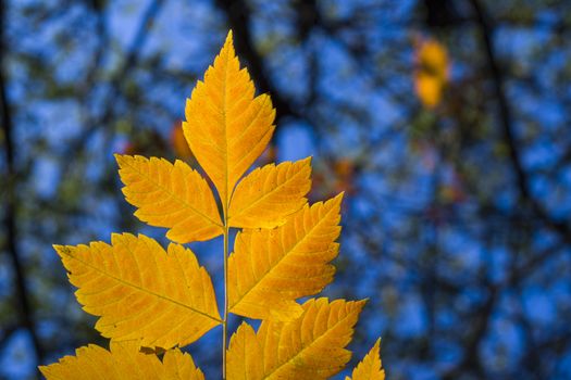 Autumn and fall yellow leave close-up, nature background, yellow color of ash-tree leave