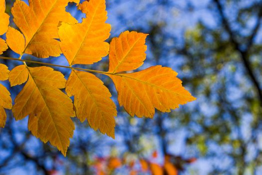 Autumn and fall yellow leave close-up, nature background, yellow color of ash-tree leave