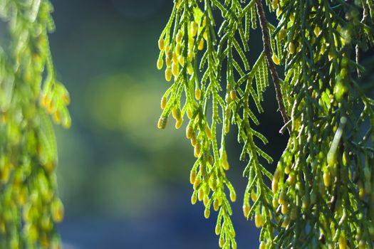 Pine tree leaves close-up and macro, green nature background, sunlight