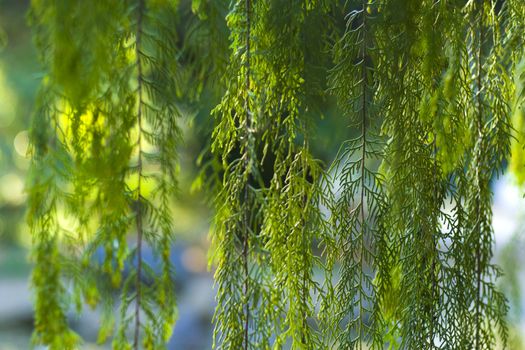 Pine tree leaves close-up and macro, green nature background, sunlight