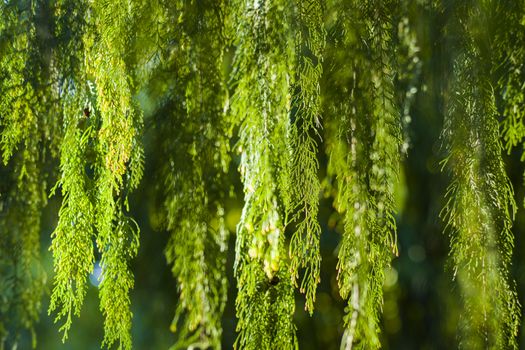 Pine tree leaves close-up and macro, green nature background, sunlight