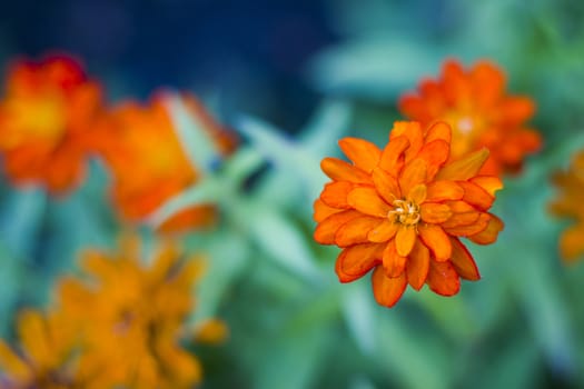 Flower head macro and close-up background at sunlight