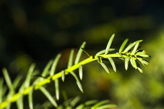 Yaw tree leaves close-up and macro, sunlight and green color background, Tacus Cuspidata