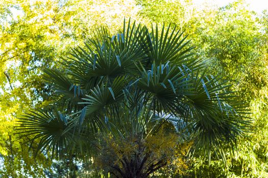 Palm tree leaves background, palm tree in garden, green color