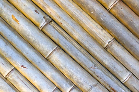 Wallpaper and background of nature, dry bamboo trees in Tbilisi botanic garden.