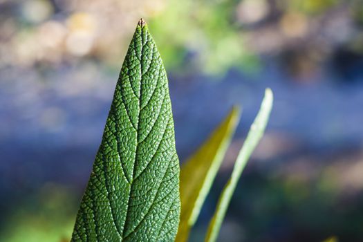 Green color leave macro and close-up during sunlight, nature background, beauty in nature