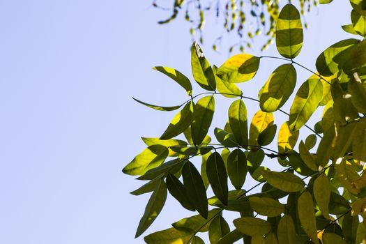 Autumn and fall yellow leave close-up, nature background, yellow color of ash-tree leave