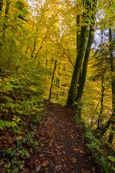 Fantastic autumn hike along the Aachtobel to the Hohenbodman observation tower near Lake Constance