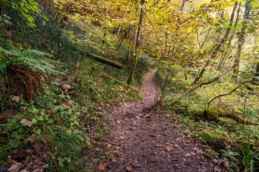 Fantastic autumn hike along the Aachtobel to the Hohenbodman observation tower near Lake Constance