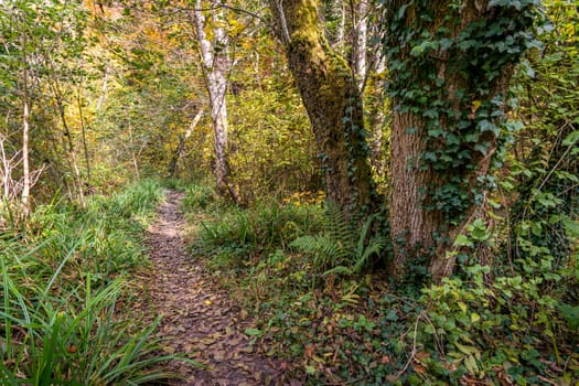 Fantastic autumn hike along the Aachtobel to the Hohenbodman observation tower near Lake Constance