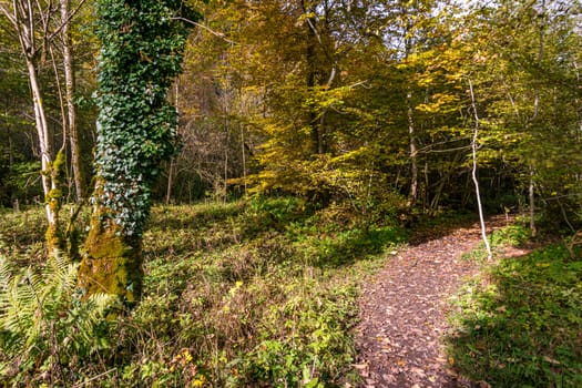 Fantastic autumn hike along the Aachtobel to the Hohenbodman observation tower near Lake Constance