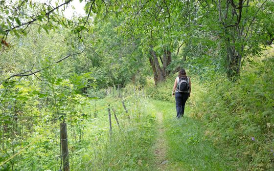 Woman traveler is walking through the woods, summertime