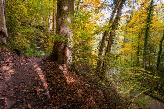 Fantastic autumn hike along the Aachtobel to the Hohenbodman observation tower near Lake Constance