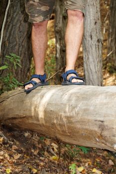 a man crosses a ravine through a fallen tree close up