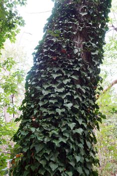 tree trunk entwined with liana hedera ckose up