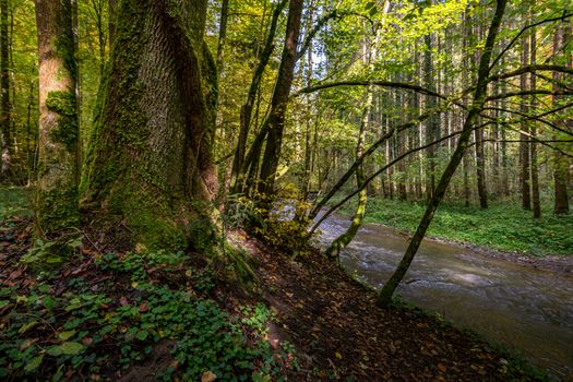 Fantastic autumn hike along the Aachtobel to the Hohenbodman observation tower near Lake Constance