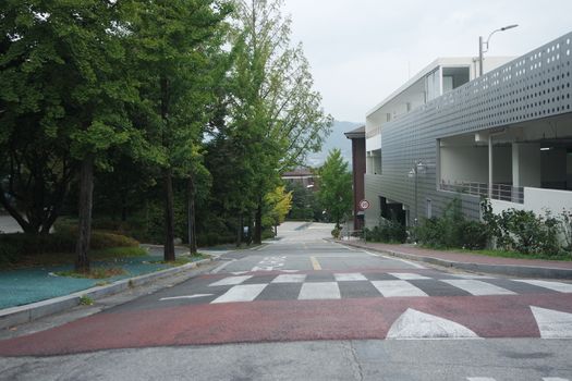 Paved road between trees with road lines and zebra crossing