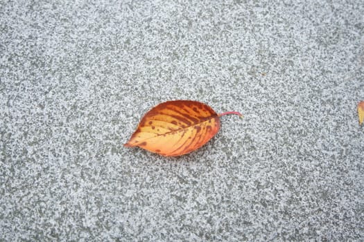 Dried brown leaf with dark veins. Dried leaf on grey concrete floor with copy space for text.