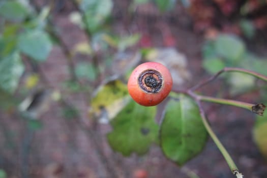 Close up of ripe red berries on branches of rose hips tree with golden leaves in autumn season