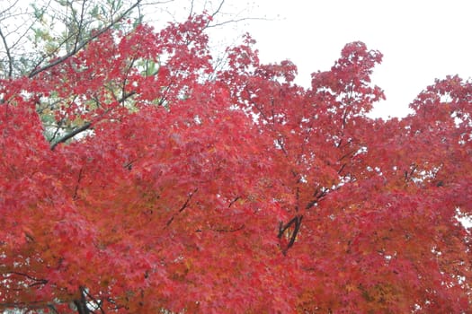 Colorful leaves on trees in park. Red, yellow, orange and green leaves on trees