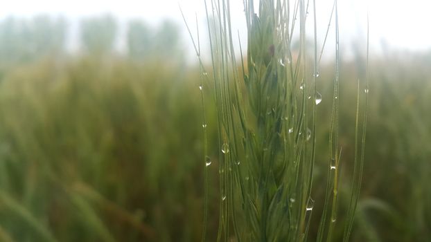 Closeup view of barley spikelets or rye in barley field. Green dried barley focused in large agricultural rural wheat field.